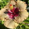 Thumbnail #2 of Hibiscus rosa-sinensis by amarantha00