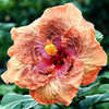 Thumbnail #2 of Hibiscus rosa-sinensis by Joan