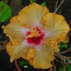 Thumbnail #3 of Hibiscus rosa-sinensis by Joan