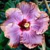 Thumbnail #1 of Hibiscus rosa-sinensis by Joan