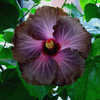 Thumbnail #2 of Hibiscus rosa-sinensis by Joan