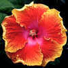 Thumbnail #1 of Hibiscus rosa-sinensis by Joan