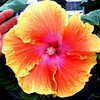 Thumbnail #2 of Hibiscus rosa-sinensis by Joan