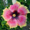 Thumbnail #1 of Hibiscus rosa-sinensis by Joan