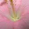 Thumbnail #2 of Hibiscus rosa-sinensis by kniphofia
