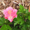 Thumbnail #3 of Hibiscus rosa-sinensis by AmandaTaylor7
