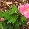 Thumbnail #5 of Hibiscus rosa-sinensis by AmandaTaylor7