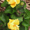 Thumbnail #4 of Hibiscus rosa-sinensis by AmandaTaylor7