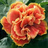 Thumbnail #1 of Hibiscus rosa-sinensis by Joan