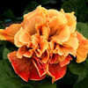 Thumbnail #2 of Hibiscus rosa-sinensis by Joan