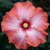 Thumbnail #1 of Hibiscus rosa-sinensis by Joan