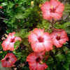 Thumbnail #2 of Hibiscus rosa-sinensis by Joan