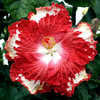 Thumbnail #1 of Hibiscus rosa-sinensis by Joan