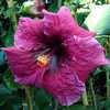 Thumbnail #1 of Hibiscus rosa-sinensis by Joan