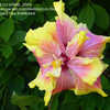 Thumbnail #3 of Hibiscus rosa-sinensis by schluti