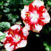 Thumbnail #2 of Hibiscus rosa-sinensis by Joan