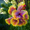 Thumbnail #1 of Hibiscus rosa-sinensis by schluti