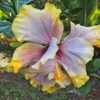 Thumbnail #4 of Hibiscus rosa-sinensis by palmbob