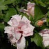 Thumbnail #2 of Hibiscus syriacus by growin