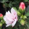 Thumbnail #3 of Hibiscus syriacus by RosinaBloom