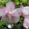 Thumbnail #4 of Hibiscus syriacus by RosinaBloom
