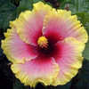 Thumbnail #1 of Hibiscus rosa-sinensis by Joan