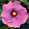 Thumbnail #1 of Hibiscus rosa-sinensis by Joan