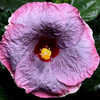 Thumbnail #2 of Hibiscus rosa-sinensis by Joan