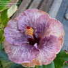 Thumbnail #2 of Hibiscus rosa-sinensis by ecrane3