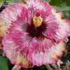 Thumbnail #5 of Hibiscus rosa-sinensis by ecrane3