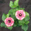 Thumbnail #4 of Hibiscus rosa-sinensis by Joan