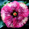 Thumbnail #3 of Hibiscus rosa-sinensis by Joan