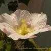 Thumbnail #3 of Hibiscus mutabilis by Dinu