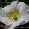 Thumbnail #2 of Hibiscus mutabilis by Dinu