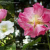 Thumbnail #5 of Hibiscus mutabilis by georgiavinescom