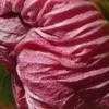 Thumbnail #4 of Hibiscus mutabilis by Dinu