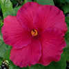 Thumbnail #1 of Hibiscus rosa-sinensis by Joan