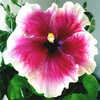 Thumbnail #1 of Hibiscus rosa-sinensis by Joan