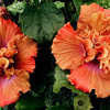 Thumbnail #2 of Hibiscus rosa-sinensis by Joan