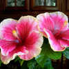 Thumbnail #2 of Hibiscus rosa-sinensis by Joan