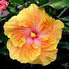 Thumbnail #1 of Hibiscus rosa-sinensis by Joan