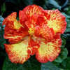 Thumbnail #1 of Hibiscus rosa-sinensis by Joan