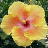 Thumbnail #2 of Hibiscus rosa-sinensis by Joan