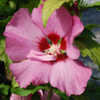 Thumbnail #2 of Hibiscus syriacus by growin
