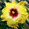 Thumbnail #1 of Hibiscus rosa-sinensis by Joan