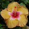 Thumbnail #2 of Hibiscus rosa-sinensis by Joan