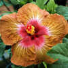 Thumbnail #1 of Hibiscus rosa-sinensis by Joan