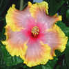 Thumbnail #1 of Hibiscus rosa-sinensis by Joan