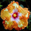 Thumbnail #1 of Hibiscus rosa-sinensis by Joan