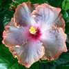 Thumbnail #2 of Hibiscus rosa-sinensis by Joan